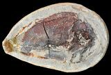 Triassic Fossil Fish In Nodule (Pos/Neg) - Madagascar #53660-2